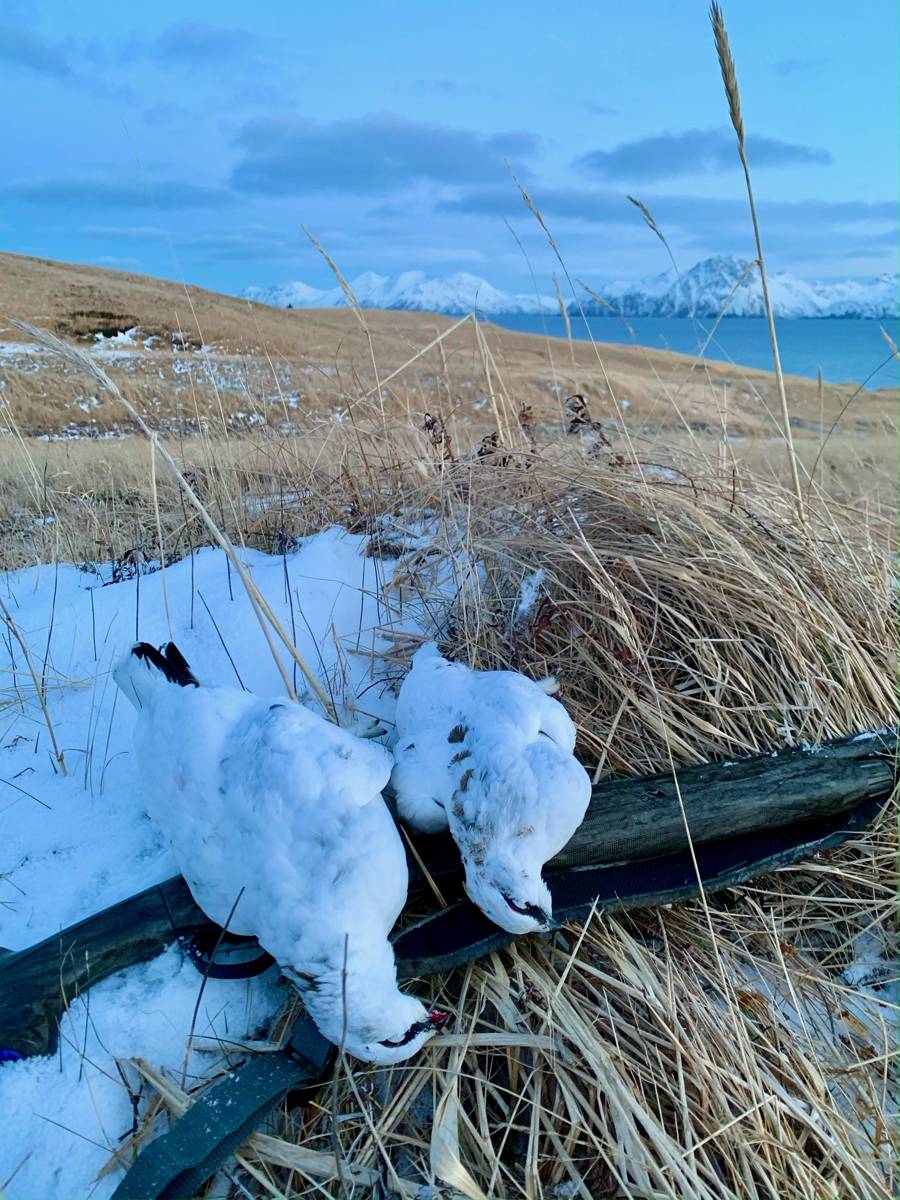 Ptarmigan on a shotgun in the snow