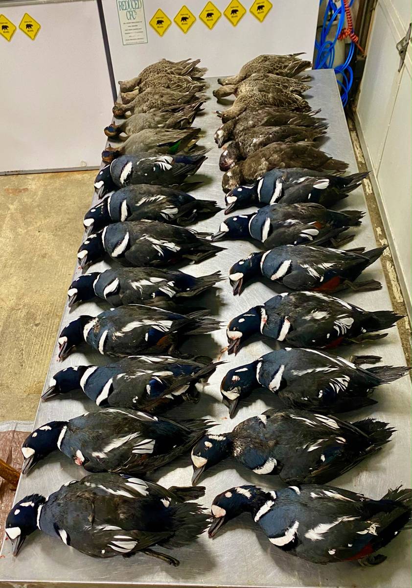 Harlequins and Ptarmigan haul